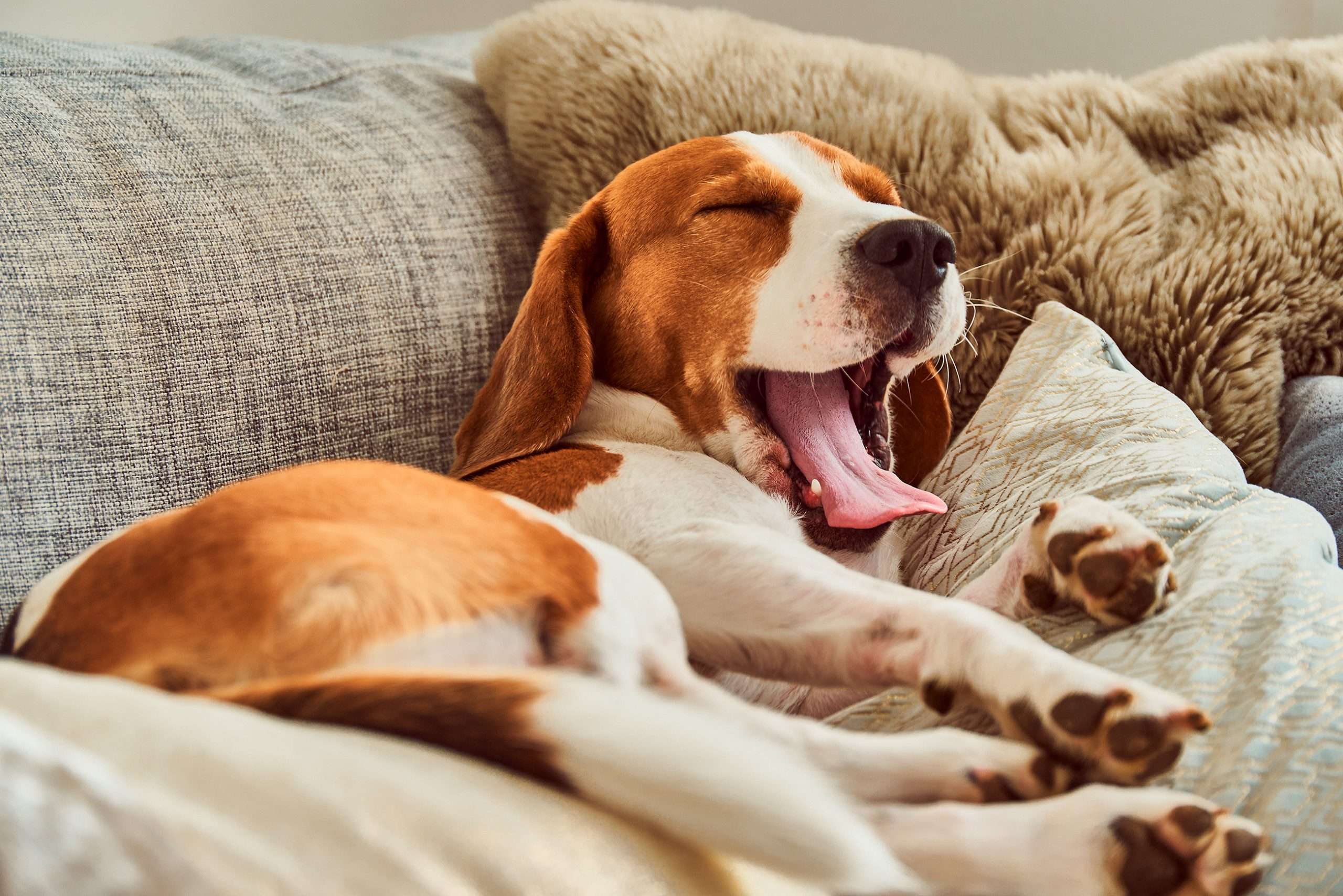 Dog appearing weak or unsteady