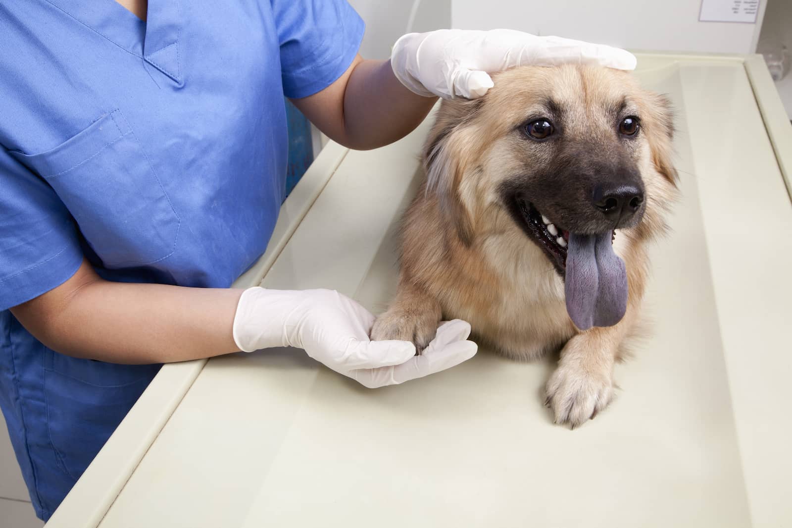 Dog panting heavily with open mouth